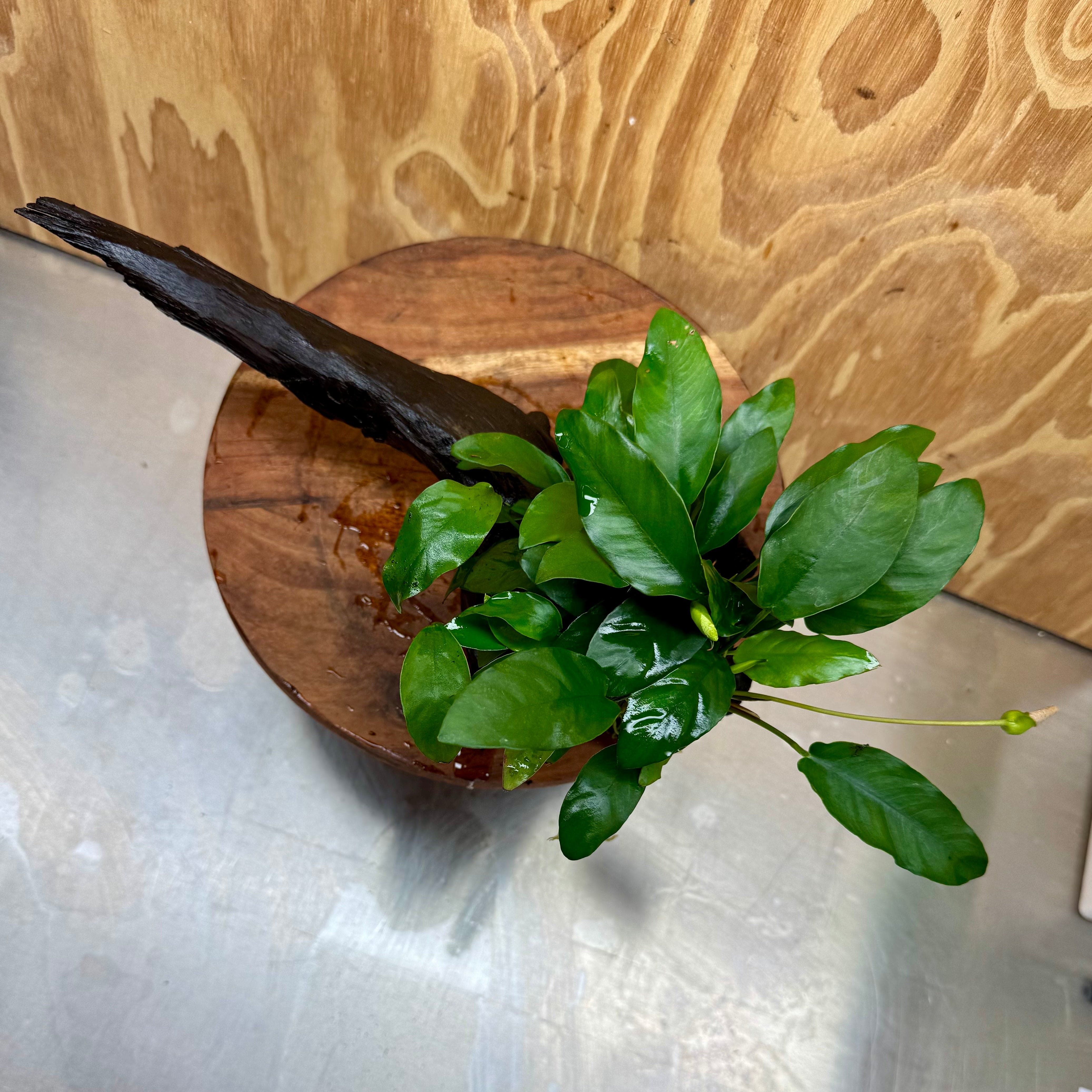 Pisces Enterprises One Only Anubias 'Petite Emerald Heart' on Medium Driftwood Creation - One Only - Elegant Anubias Petite Emerald Heart on Medium Driftwood - ONE ONLY - Scapeshop