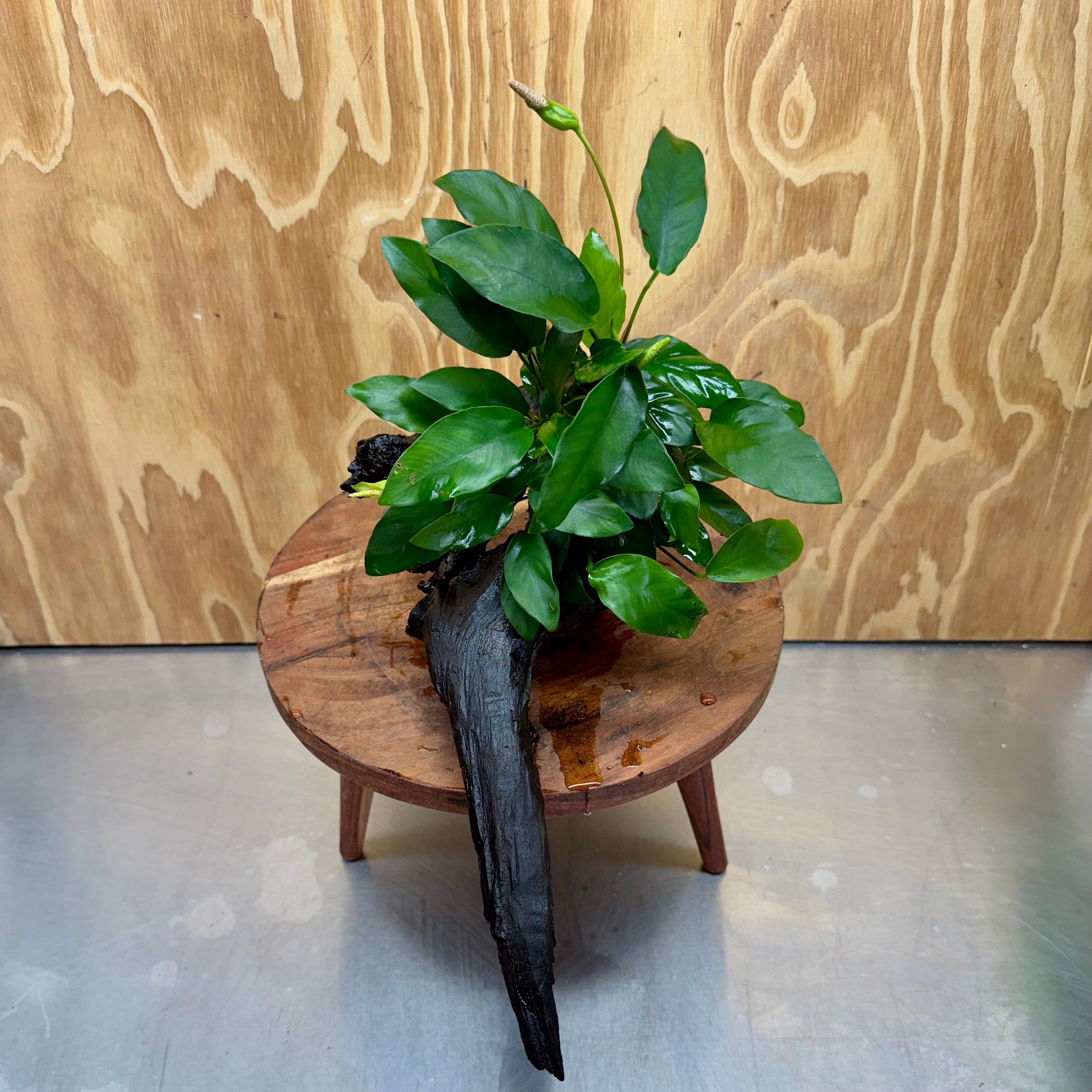 Pisces Enterprises One Only Anubias 'Petite Emerald Heart' on Medium Driftwood Creation - One Only - Elegant Anubias Petite Emerald Heart on Medium Driftwood - ONE ONLY - Scapeshop