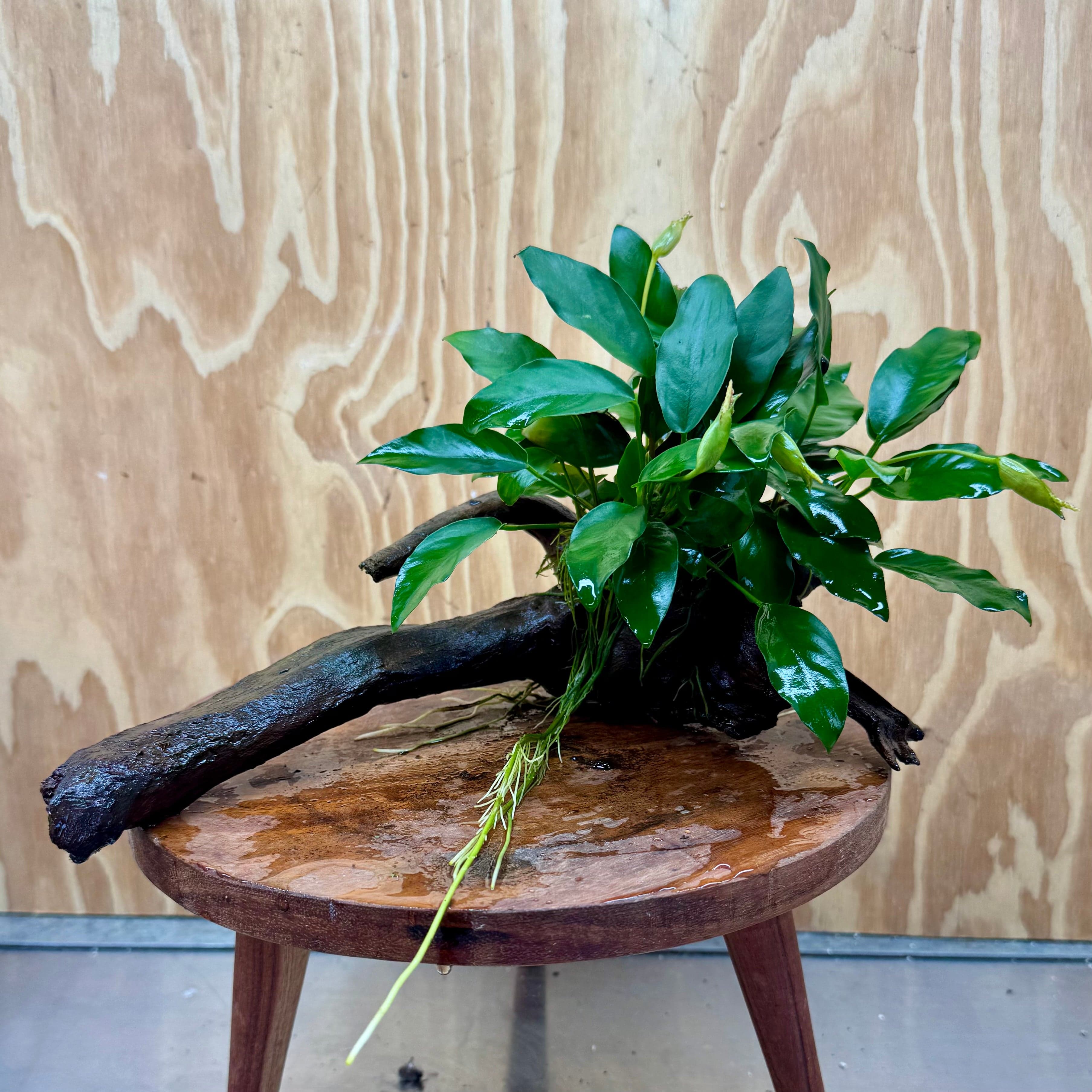 Pisces Enterprises One Only Anubias 'Petite Emerald Heart' on Medium Driftwood Creation - One Only - Elegant Anubias Petite Emerald Heart on Medium Driftwood - ONE ONLY - Scapeshop