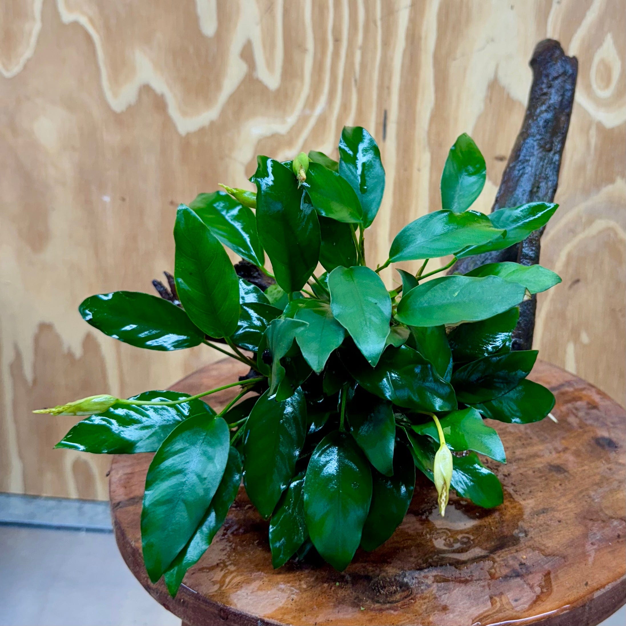 Pisces Enterprises One Only Anubias 'Petite Emerald Heart' on Medium Driftwood Creation - One Only - Elegant Anubias Petite Emerald Heart on Medium Driftwood - ONE ONLY - Scapeshop