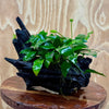 Scapeshop.com.au One Only Anubias 'Petite Emerald Heart' on Medium Driftwood Creation - One Only - Fancy Buy Anubias Petite Emerald Heart Medium Driftwood ONE ONLY Scapeshop