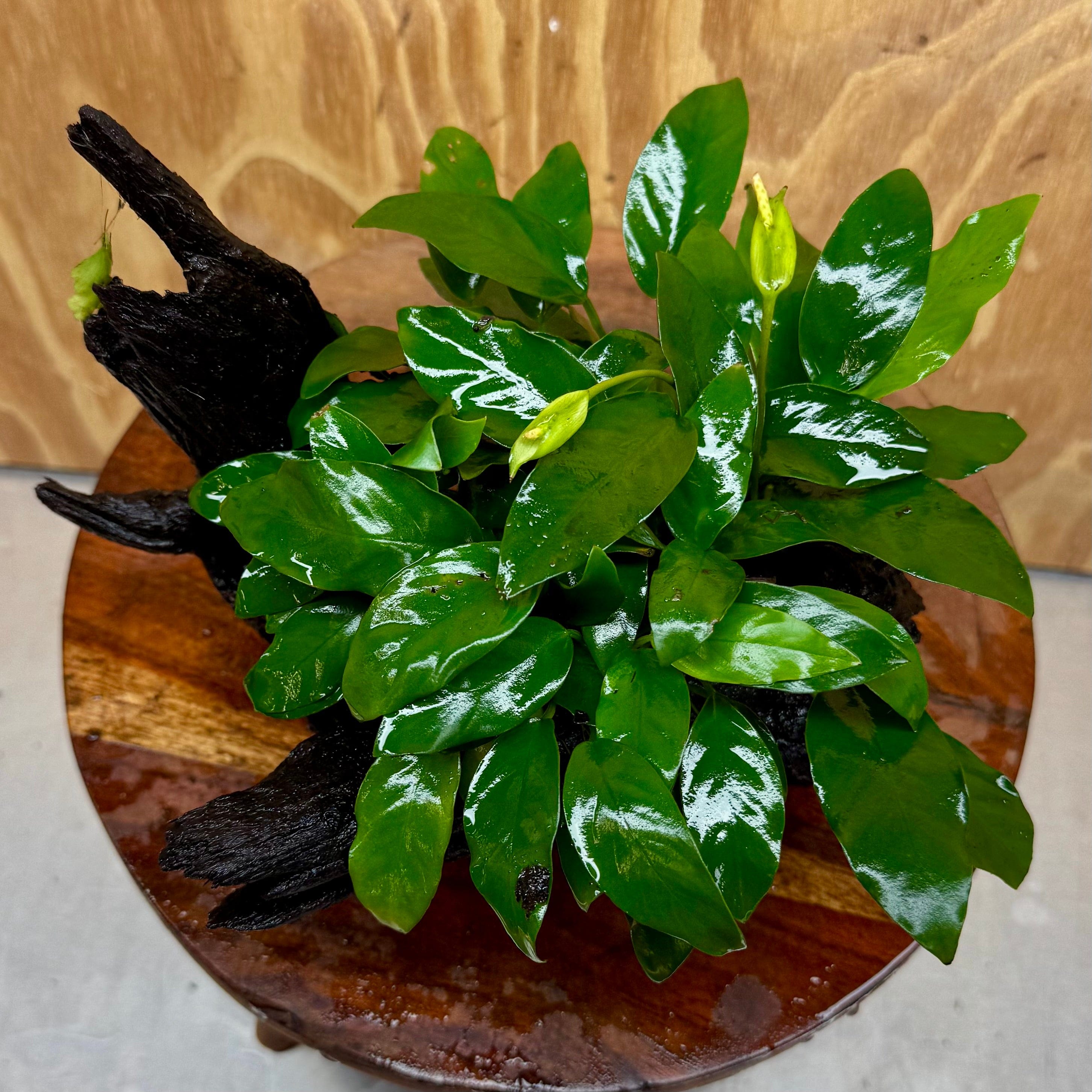 Scapeshop.com.au One Only Anubias 'Petite Emerald Heart' on Medium Driftwood Creation - One Only - Fancy Buy Anubias Petite Emerald Heart Medium Driftwood ONE ONLY Scapeshop