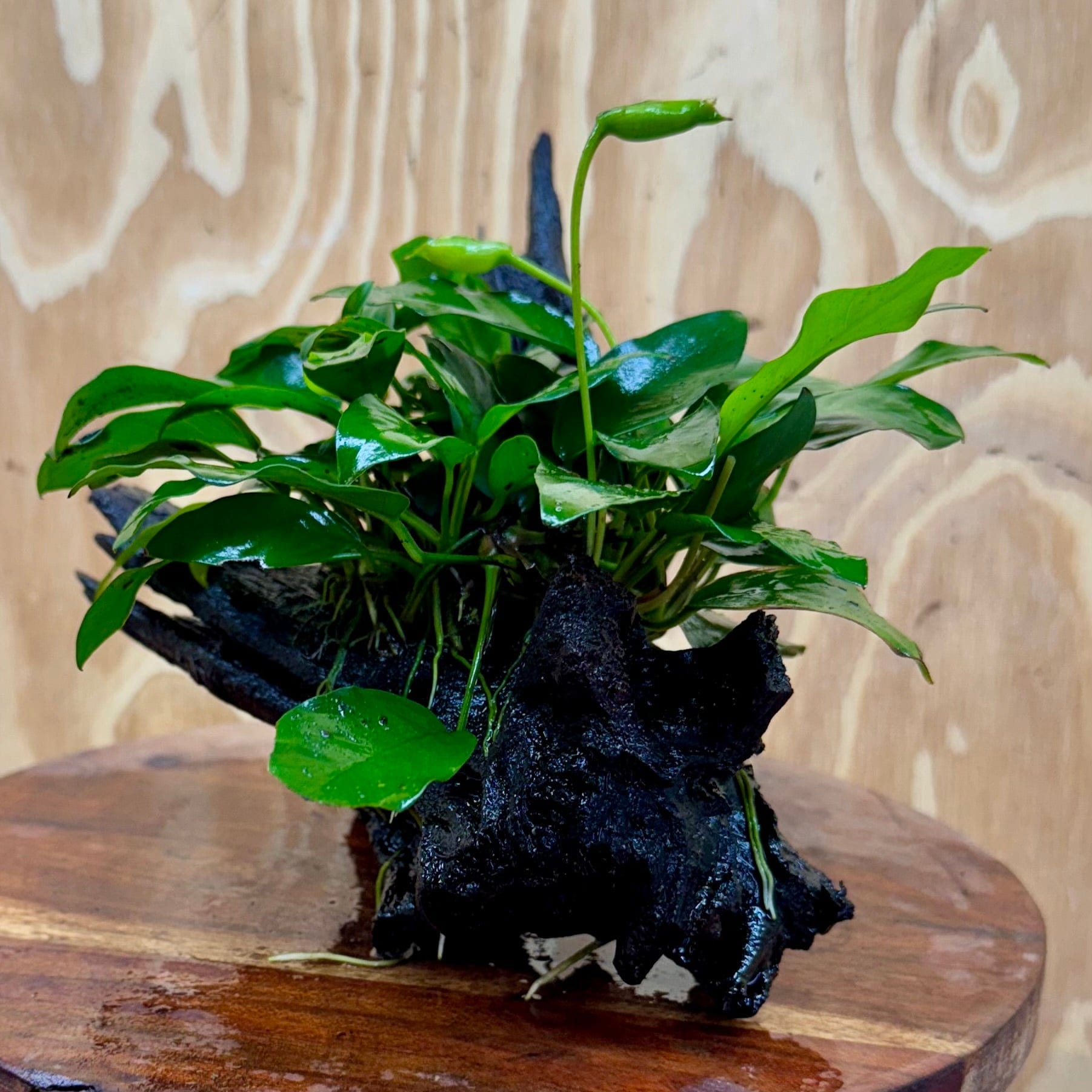 Scapeshop.com.au One Only Anubias 'Petite Emerald Heart' on Medium Driftwood Creation - One Only - Fancy Buy Anubias Petite Emerald Heart Medium Driftwood ONE ONLY Scapeshop