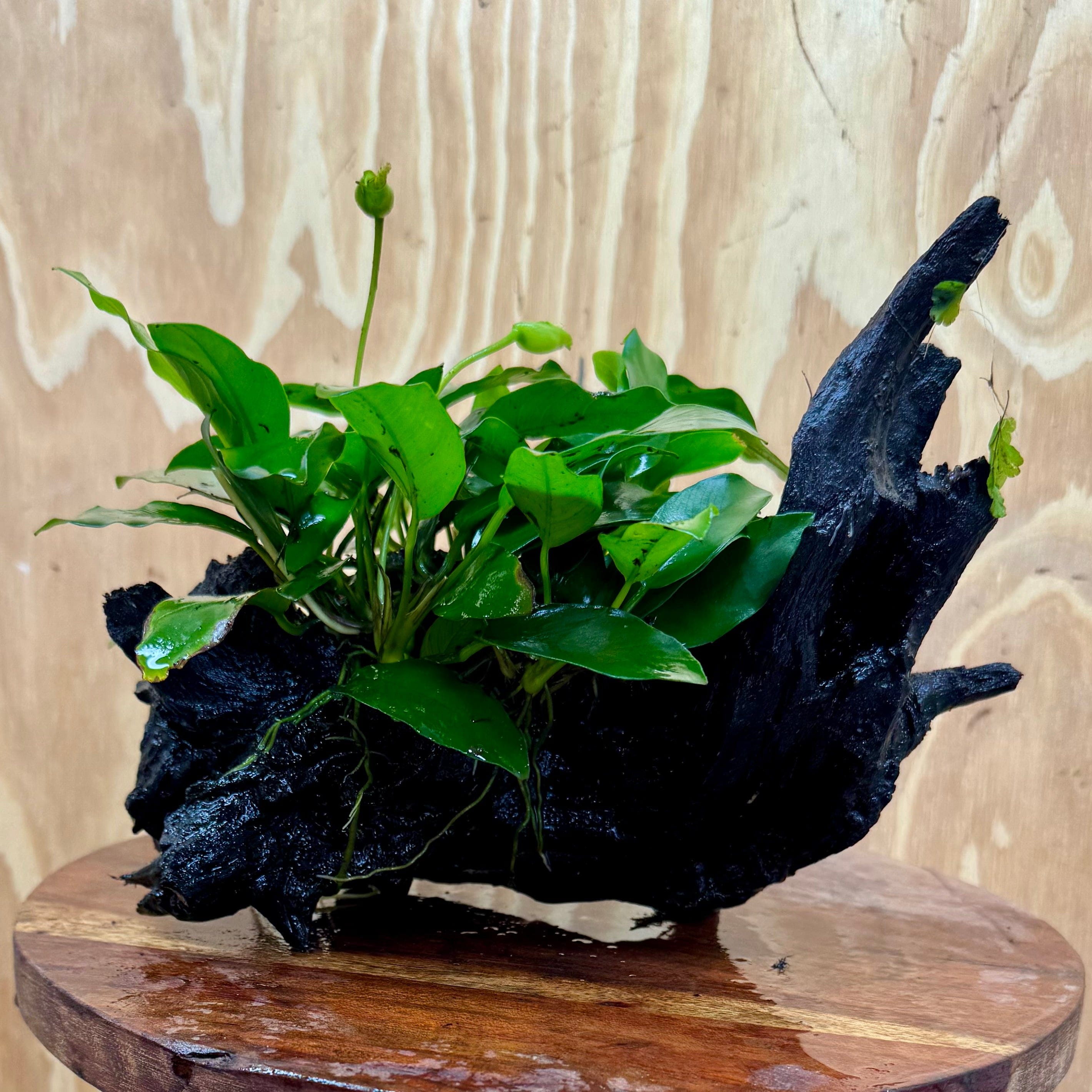 Scapeshop.com.au One Only Anubias 'Petite Emerald Heart' on Medium Driftwood Creation - One Only - Fancy Buy Anubias Petite Emerald Heart Medium Driftwood ONE ONLY Scapeshop