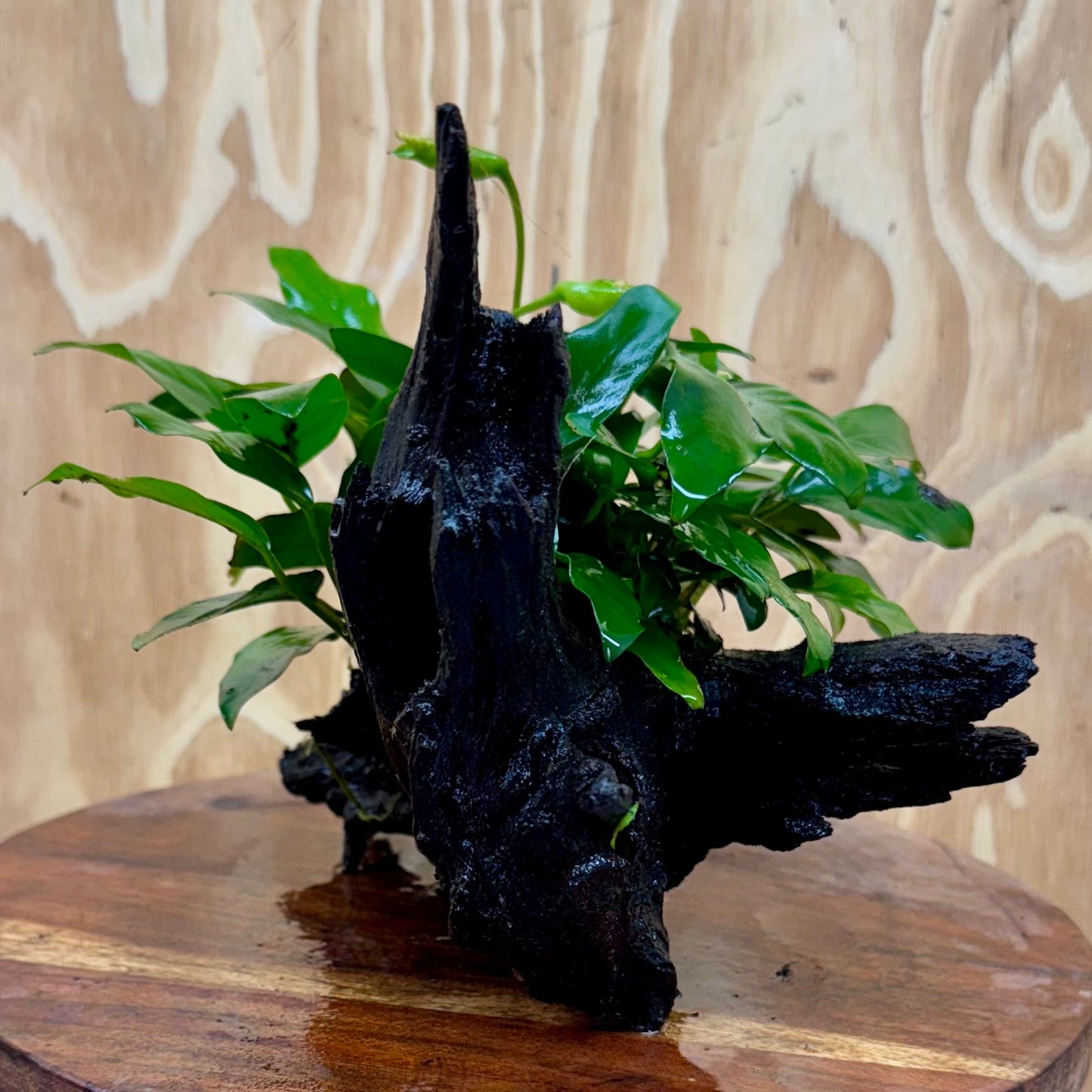 Scapeshop.com.au One Only Anubias 'Petite Emerald Heart' on Medium Driftwood Creation - One Only - Fancy Buy Anubias Petite Emerald Heart Medium Driftwood ONE ONLY Scapeshop