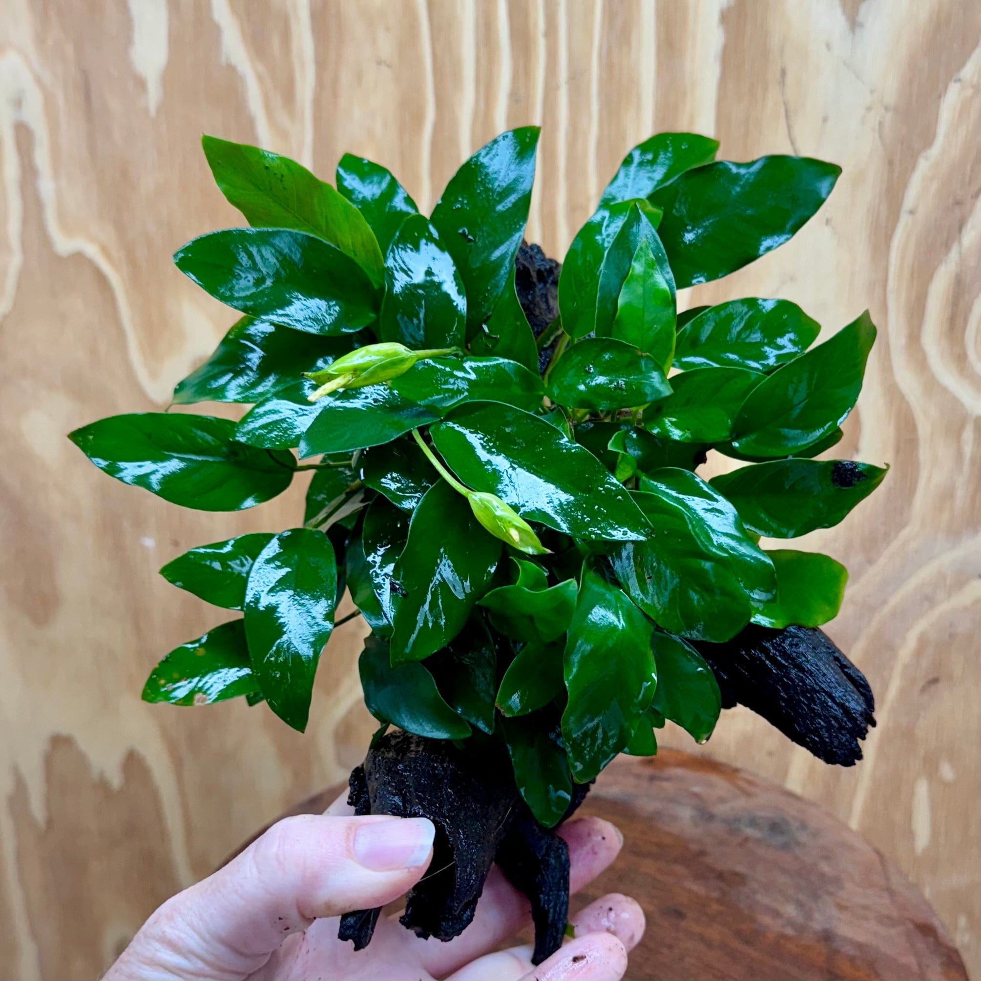 Scapeshop.com.au One Only Anubias 'Petite Emerald Heart' on Medium Driftwood Creation - One Only - Fancy Buy Anubias Petite Emerald Heart Medium Driftwood ONE ONLY Scapeshop