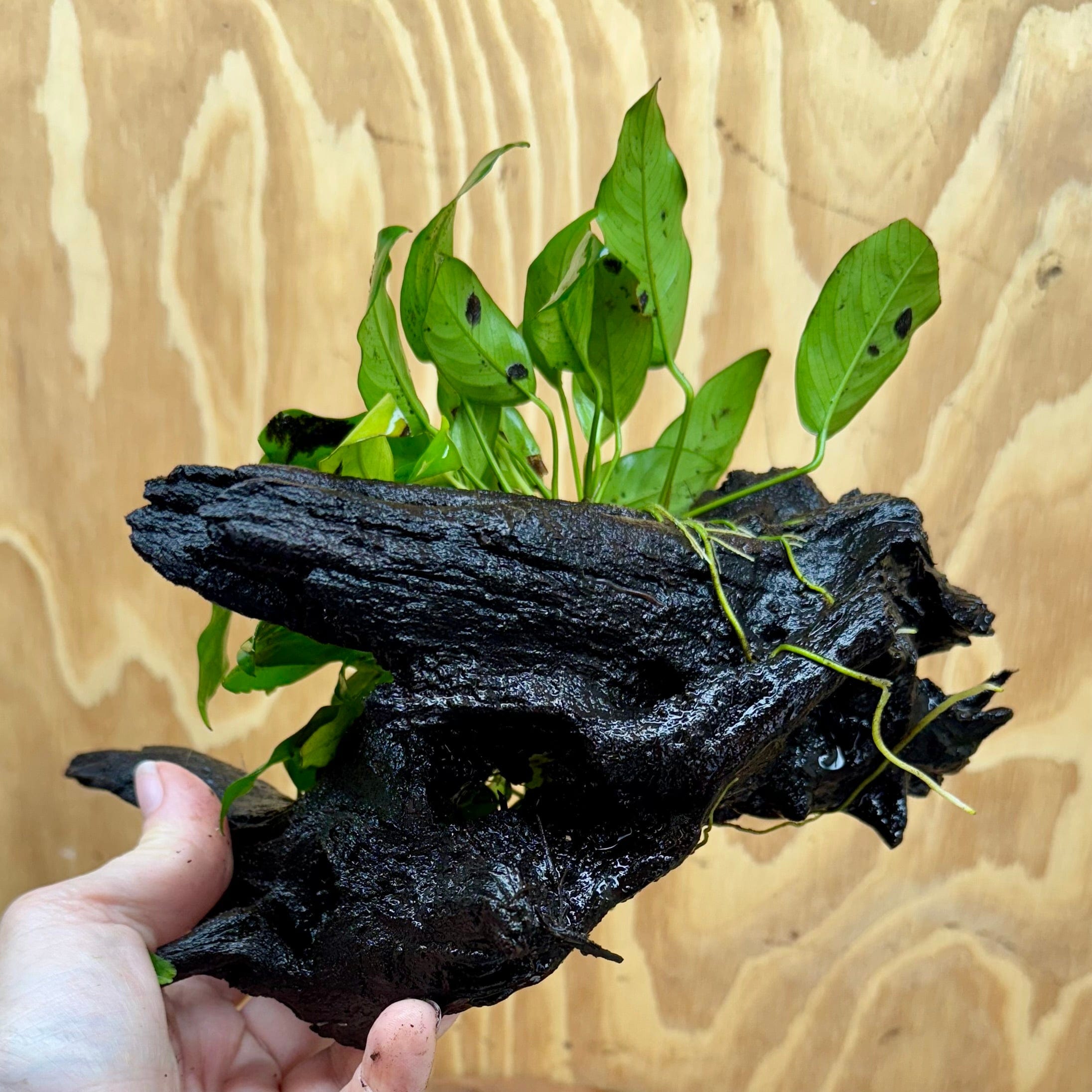 Scapeshop.com.au One Only Anubias 'Petite Emerald Heart' on Medium Driftwood Creation - One Only - Fancy Buy Anubias Petite Emerald Heart Medium Driftwood ONE ONLY Scapeshop