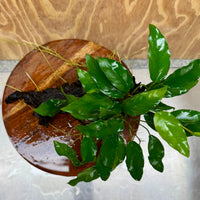 Scapeshop.com.au One Only Anubias 'Petite Emerald Heart' on Medium Driftwood Creation - One Only - Fancy Buy Anubias Petite Emerald Heart Medium Driftwood ONE ONLY Scapeshop