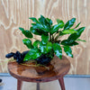 Scapeshop.com.au One Only Anubias 'Petite Emerald Heart' on Medium Driftwood Creation - One Only - Fancy Buy Anubias Petite Emerald Heart Medium Driftwood ONE ONLY Scapeshop