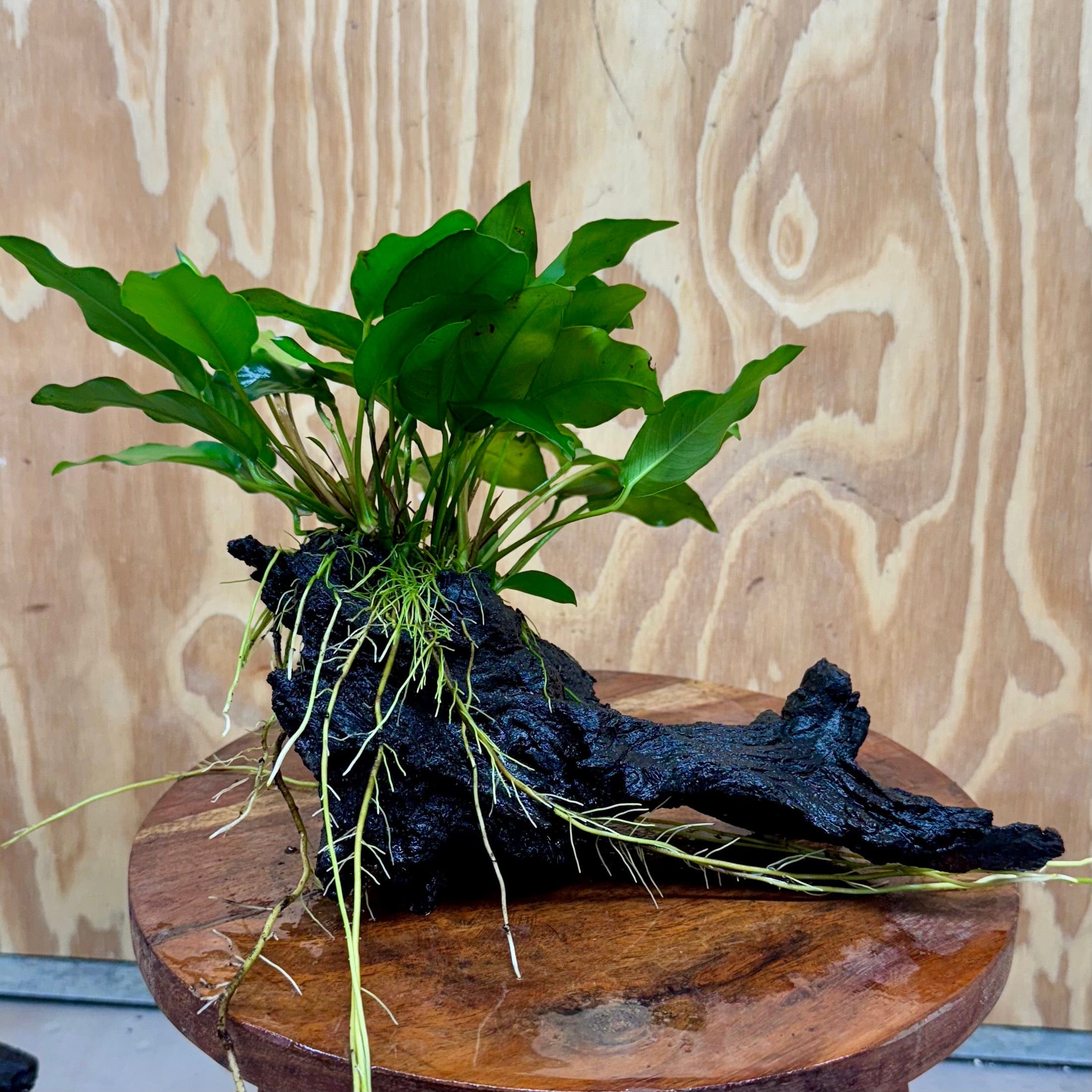 Scapeshop.com.au One Only Anubias 'Petite Emerald Heart' on Medium Driftwood Creation - One Only - Fancy Buy Anubias Petite Emerald Heart Medium Driftwood ONE ONLY Scapeshop