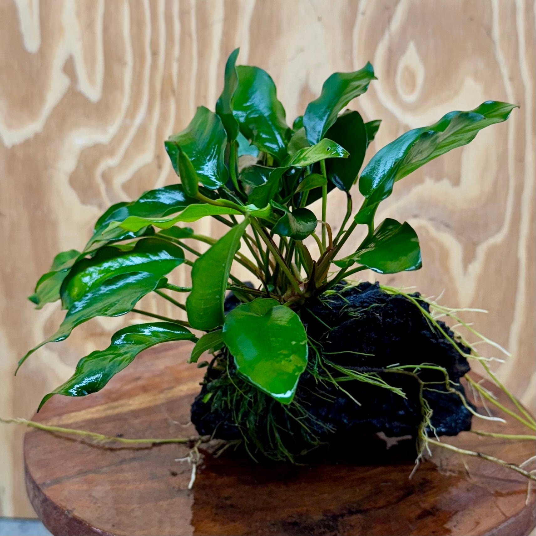 Scapeshop.com.au One Only Anubias 'Petite Emerald Heart' on Medium Driftwood Creation - One Only - Fancy Buy Anubias Petite Emerald Heart Medium Driftwood ONE ONLY Scapeshop