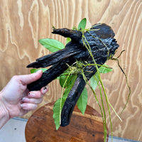 Scapeshop.com.au One Only Anubias 'Petite Emerald Heart' on Medium Driftwood Creation - One Only - Fancy Buy Anubias Petite Emerald Heart Medium Driftwood ONE ONLY Scapeshop