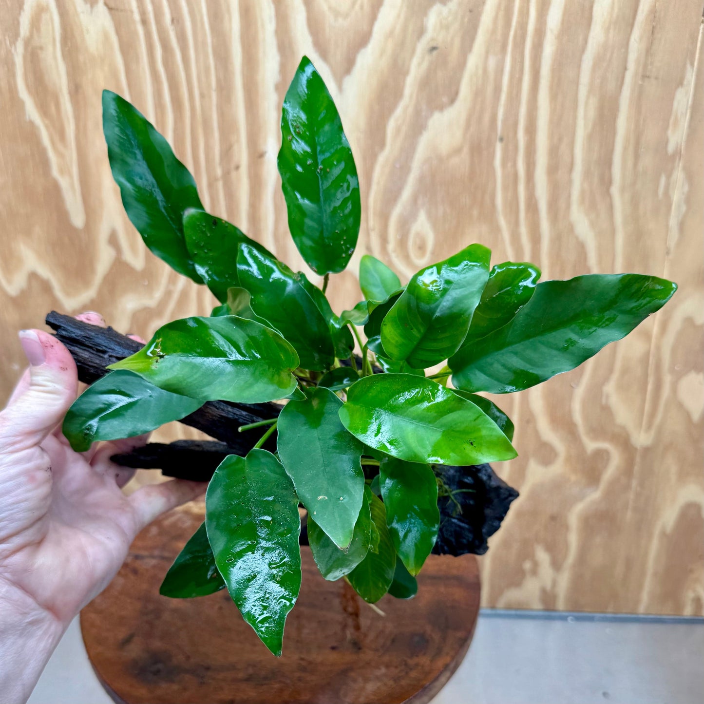 Scapeshop.com.au One Only Anubias 'Petite Emerald Heart' on Medium Driftwood Creation - One Only - Fancy Buy Anubias Petite Emerald Heart Medium Driftwood ONE ONLY Scapeshop