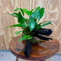 Scapeshop.com.au One Only Anubias 'Petite Emerald Heart' on Medium Driftwood Creation - One Only - Fancy Buy Anubias Petite Emerald Heart Medium Driftwood ONE ONLY Scapeshop