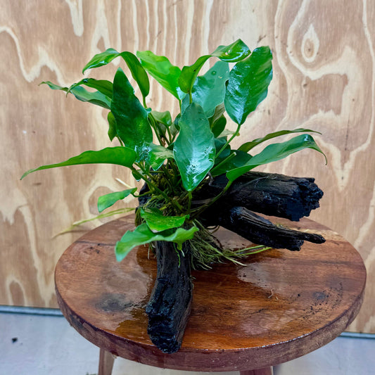 Scapeshop.com.au One Only Anubias 'Petite Emerald Heart' on Medium Driftwood Creation - One Only - Fancy Buy Anubias Petite Emerald Heart Medium Driftwood ONE ONLY Scapeshop