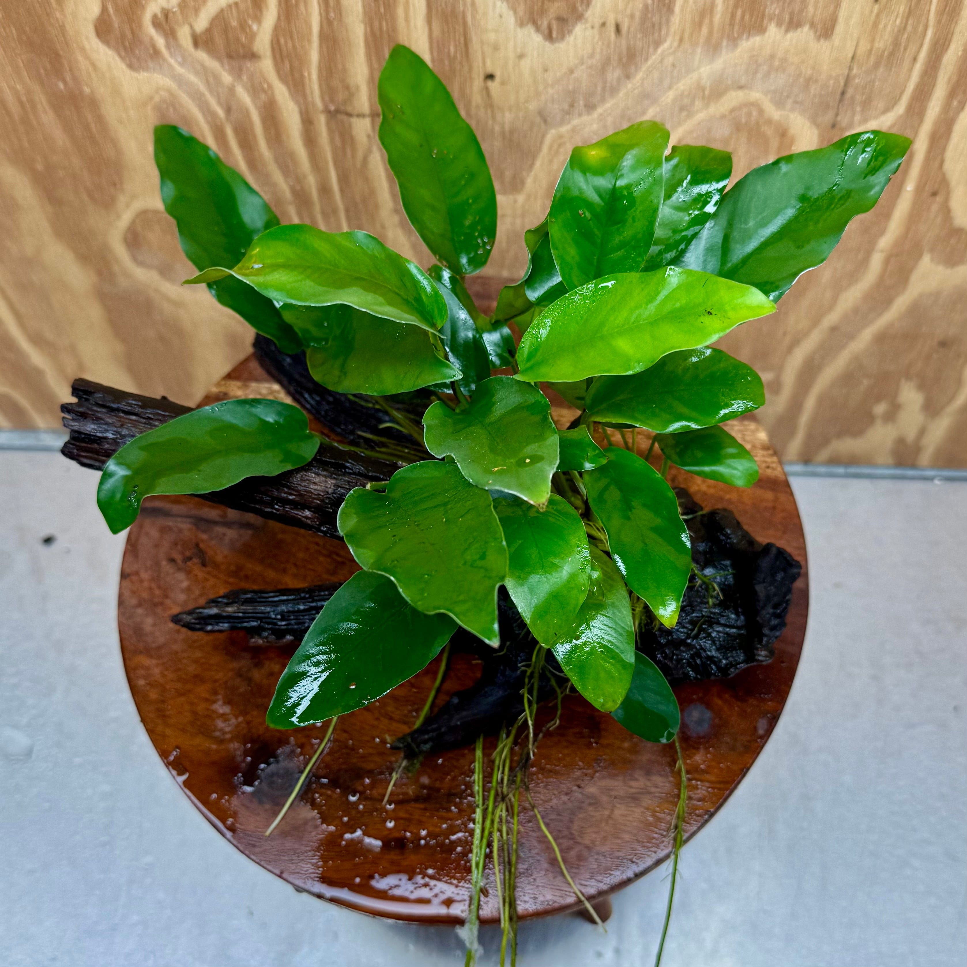 Scapeshop.com.au One Only Anubias 'Petite Emerald Heart' on Medium Driftwood Creation - One Only - Fancy Buy Anubias Petite Emerald Heart Medium Driftwood ONE ONLY Scapeshop