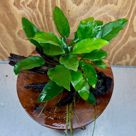 Scapeshop.com.au One Only Anubias 'Petite Emerald Heart' on Medium Driftwood Creation - One Only - Fancy Buy Anubias Petite Emerald Heart Medium Driftwood ONE ONLY Scapeshop