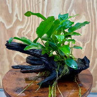 Scapeshop.com.au One Only Anubias 'Petite Emerald Heart' on Medium Driftwood Creation - One Only - Fancy Buy Anubias Petite Emerald Heart Medium Driftwood ONE ONLY Scapeshop