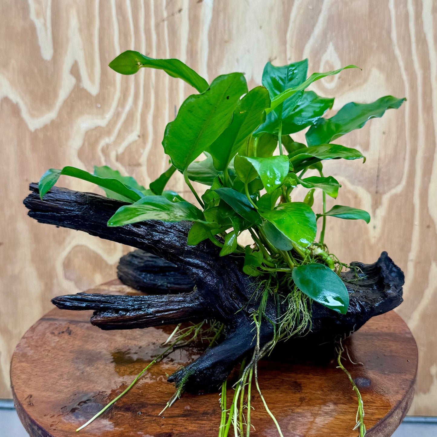 Scapeshop.com.au One Only Anubias 'Petite Emerald Heart' on Medium Driftwood Creation - One Only - Fancy Buy Anubias Petite Emerald Heart Medium Driftwood ONE ONLY Scapeshop
