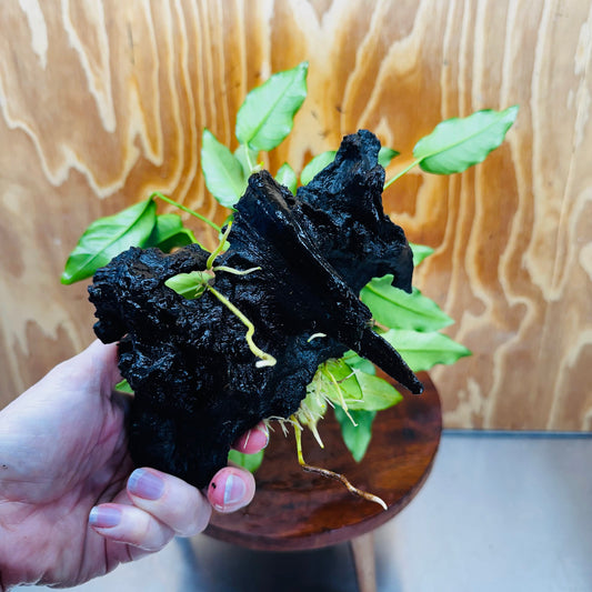 Scapeshop.com.au One Only Anubias 'Petite Emerald Heart' on Medium Driftwood Creation - One Only - Fancy Buy Anubias Petite Emerald Heart Medium Driftwood ONE ONLY Scapeshop