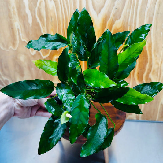 Scapeshop.com.au One Only Anubias 'Petite Emerald Heart' on Medium Driftwood Creation - One Only - Fancy Buy Anubias Petite Emerald Heart Medium Driftwood ONE ONLY Scapeshop