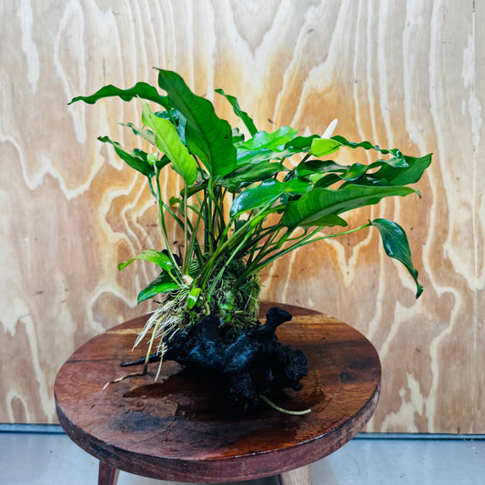 Scapeshop.com.au One Only Anubias 'Petite Emerald Heart' on Medium Driftwood Creation - One Only - Fancy Buy Anubias Petite Emerald Heart Medium Driftwood ONE ONLY Scapeshop