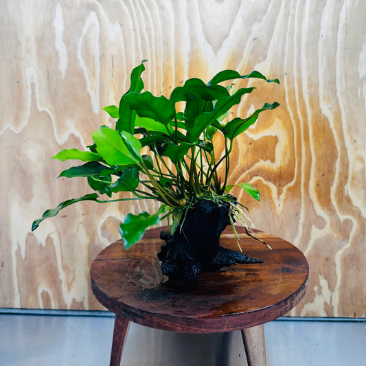Scapeshop.com.au One Only Anubias 'Petite Emerald Heart' on Medium Driftwood Creation - One Only - Fancy Buy Anubias Petite Emerald Heart Medium Driftwood ONE ONLY Scapeshop