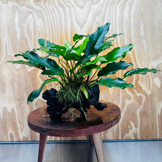 Scapeshop.com.au One Only Anubias 'Petite Emerald Heart' on Medium Driftwood Creation - One Only - Fancy Buy Anubias Petite Emerald Heart Medium Driftwood ONE ONLY Scapeshop