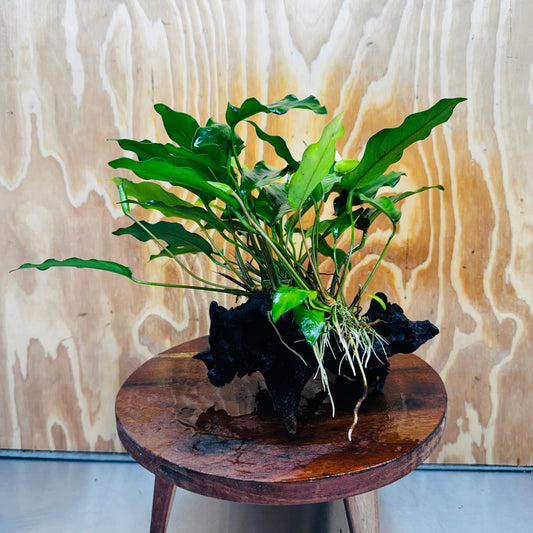 Scapeshop.com.au One Only Anubias 'Petite Emerald Heart' on Medium Driftwood Creation - One Only - Fancy Buy Anubias Petite Emerald Heart Medium Driftwood ONE ONLY Scapeshop