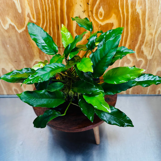 Scapeshop.com.au One Only Anubias 'Petite Emerald Heart' on Medium Driftwood Creation - One Only - Fancy Buy Anubias Petite Emerald Heart Medium Driftwood ONE ONLY Scapeshop