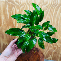 Scapeshop.com.au One Only Anubias 'Petite Emerald Heart' on Medium Driftwood Creation - One Only - Fancy Buy Anubias Petite Emerald Heart Medium Driftwood ONE ONLY Scapeshop