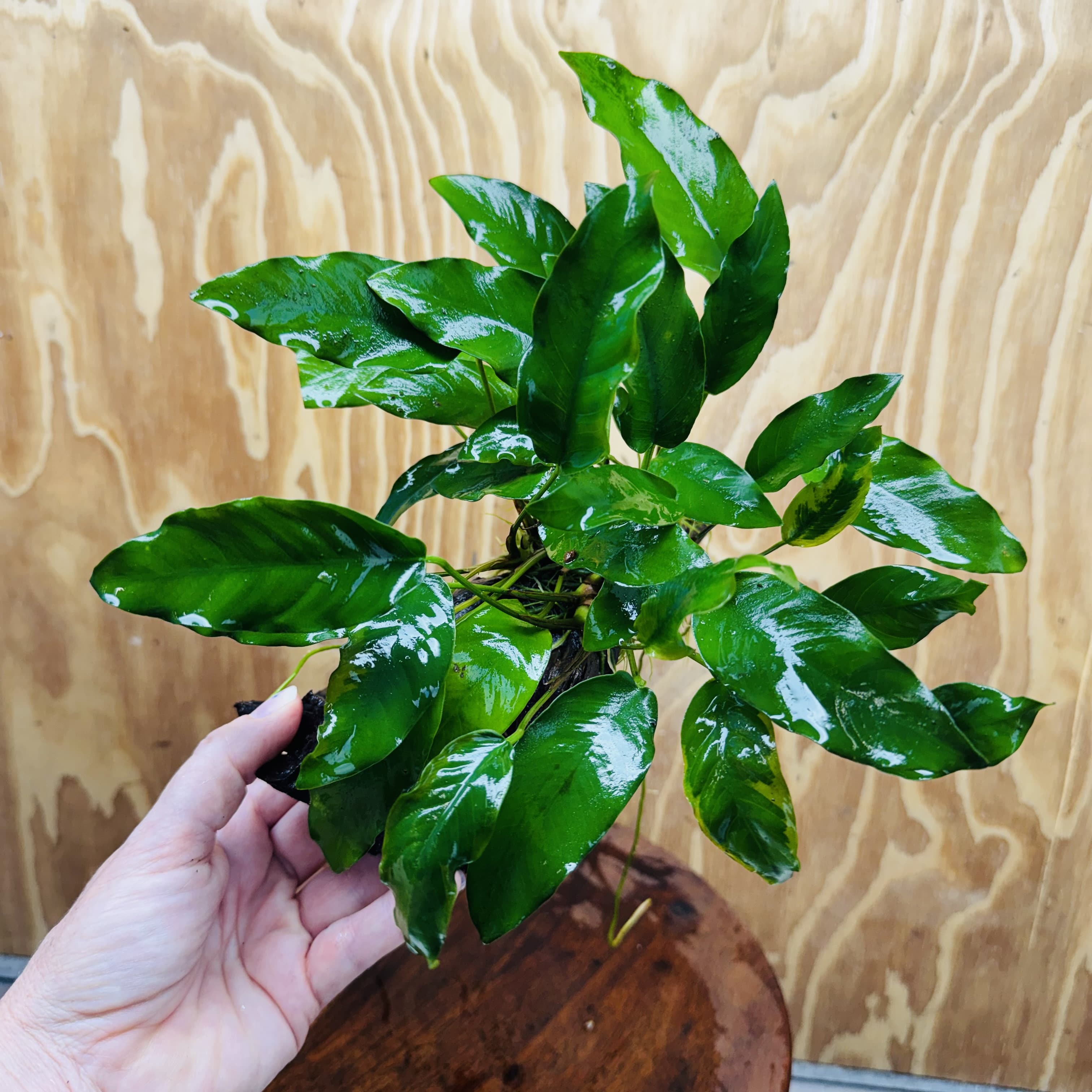 Scapeshop.com.au One Only Anubias 'Petite Emerald Heart' on Medium Driftwood Creation - One Only - Fancy Buy Anubias Petite Emerald Heart Medium Driftwood ONE ONLY Scapeshop