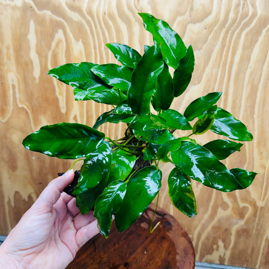 Scapeshop.com.au One Only Anubias 'Petite Emerald Heart' on Medium Driftwood Creation - One Only - Fancy Buy Anubias Petite Emerald Heart Medium Driftwood ONE ONLY Scapeshop