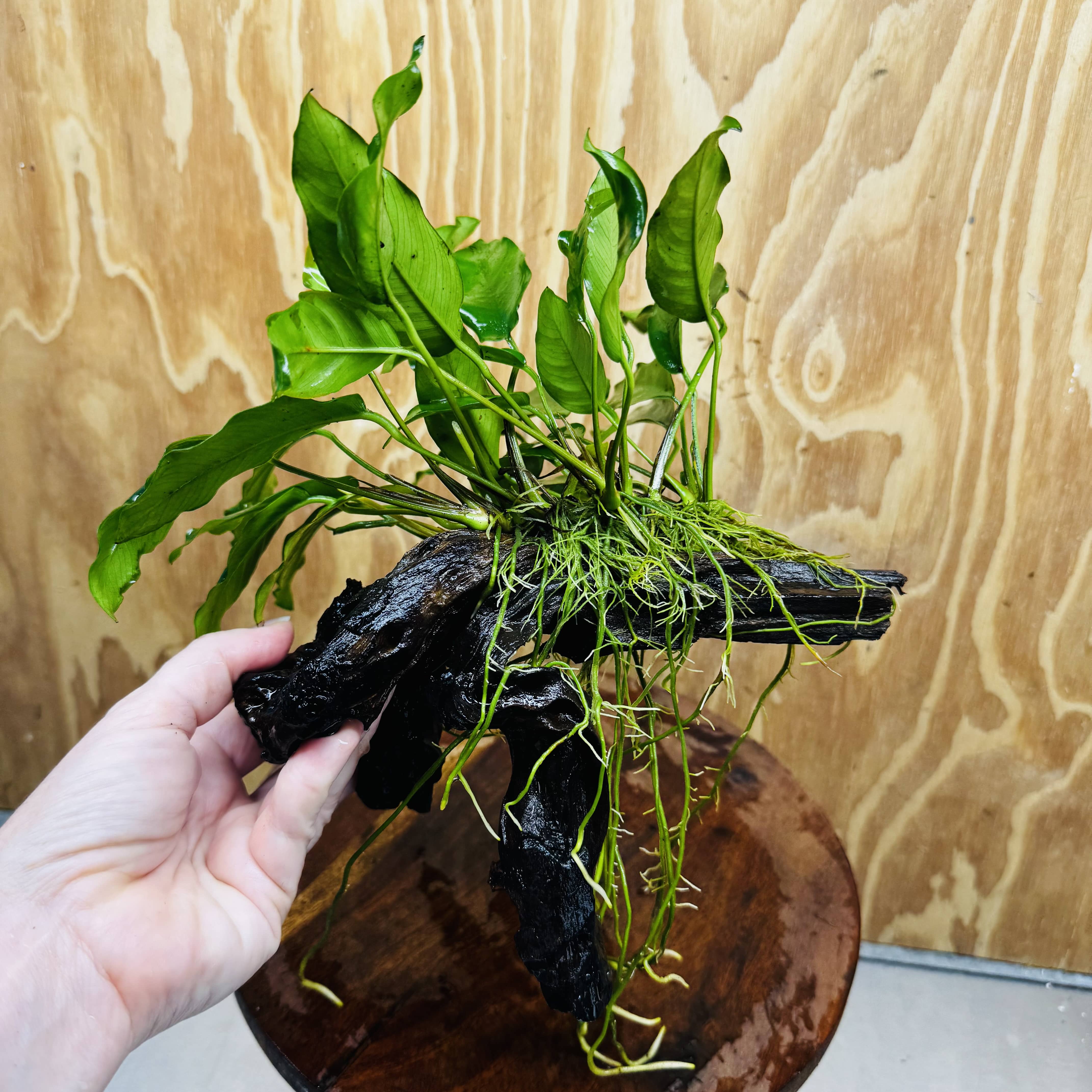 Scapeshop.com.au One Only Anubias 'Petite Emerald Heart' on Medium Driftwood Creation - One Only - Fancy Buy Anubias Petite Emerald Heart Medium Driftwood ONE ONLY Scapeshop
