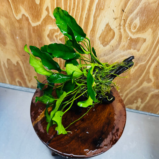 Scapeshop.com.au One Only Anubias 'Petite Emerald Heart' on Medium Driftwood Creation - One Only - Fancy Buy Anubias Petite Emerald Heart Medium Driftwood ONE ONLY Scapeshop
