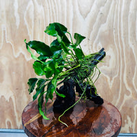 Scapeshop.com.au One Only Anubias 'Petite Emerald Heart' on Medium Driftwood Creation - One Only - Fancy Buy Anubias Petite Emerald Heart Medium Driftwood ONE ONLY Scapeshop