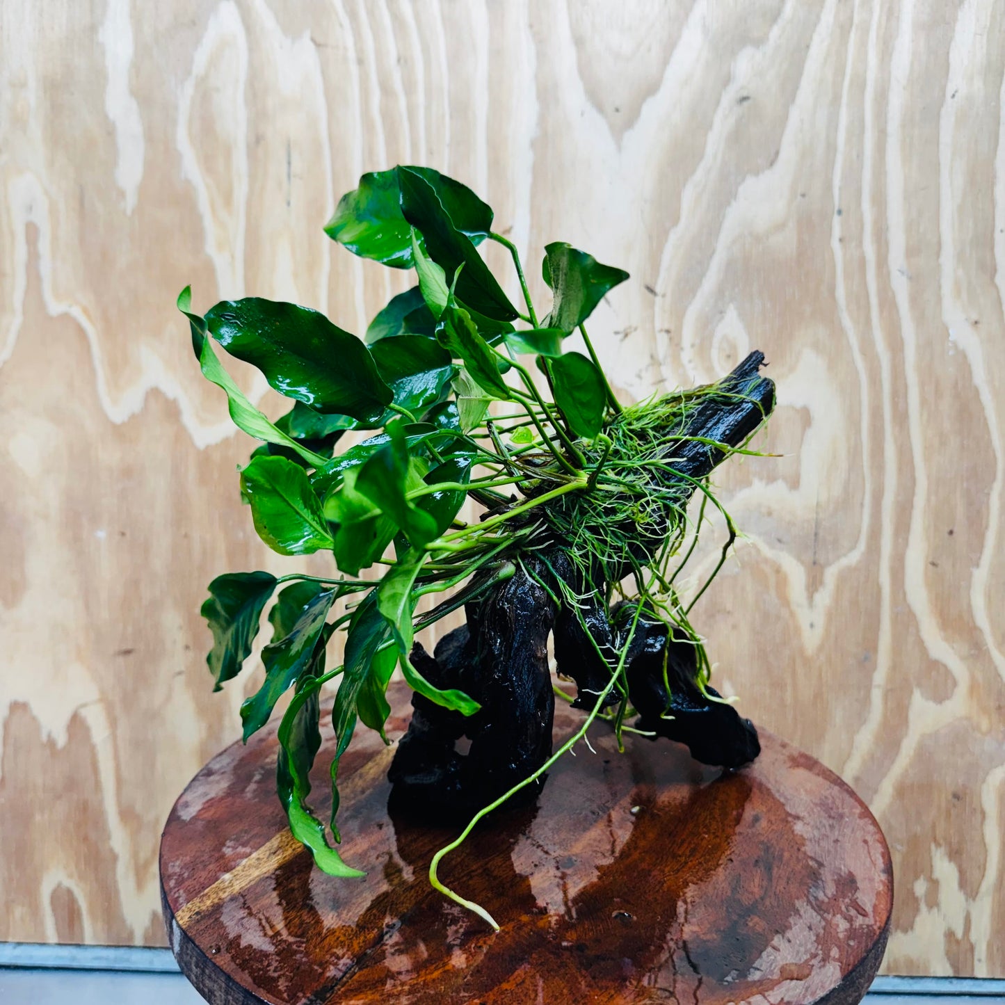 Scapeshop.com.au One Only Anubias 'Petite Emerald Heart' on Medium Driftwood Creation - One Only - Fancy Buy Anubias Petite Emerald Heart Medium Driftwood ONE ONLY Scapeshop