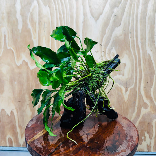 Scapeshop.com.au One Only Anubias 'Petite Emerald Heart' on Medium Driftwood Creation - One Only - Fancy Buy Anubias Petite Emerald Heart Medium Driftwood ONE ONLY Scapeshop