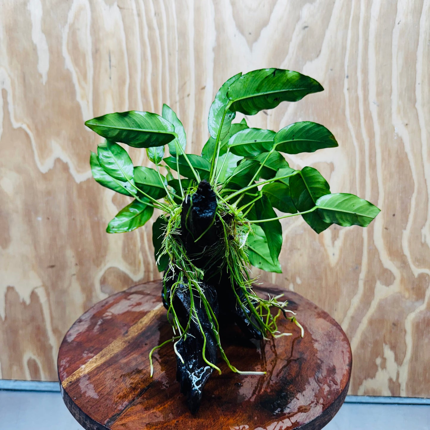 Scapeshop.com.au One Only Anubias 'Petite Emerald Heart' on Medium Driftwood Creation - One Only - Fancy Buy Anubias Petite Emerald Heart Medium Driftwood ONE ONLY Scapeshop