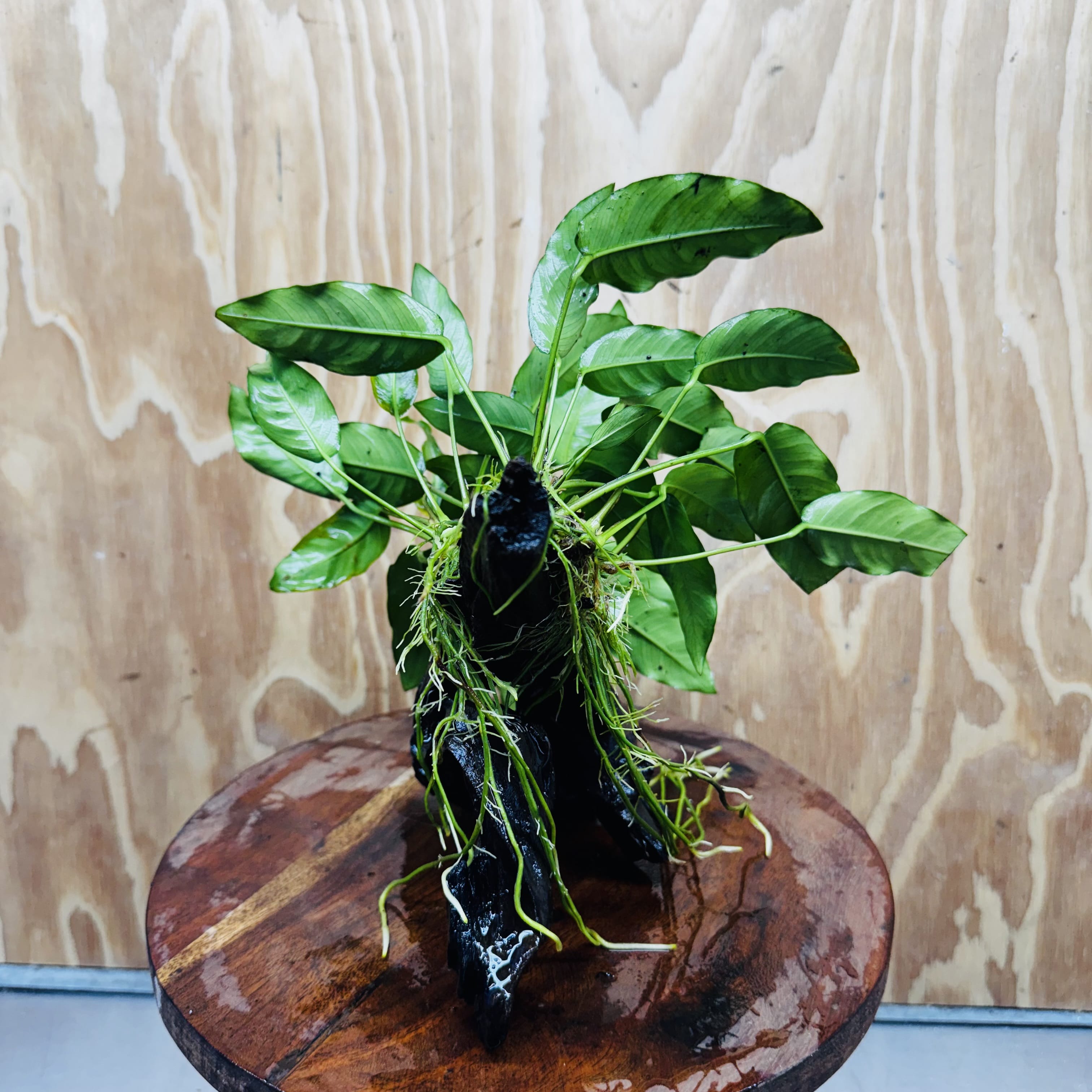 Scapeshop.com.au One Only Anubias 'Petite Emerald Heart' on Medium Driftwood Creation - One Only - Fancy Buy Anubias Petite Emerald Heart Medium Driftwood ONE ONLY Scapeshop