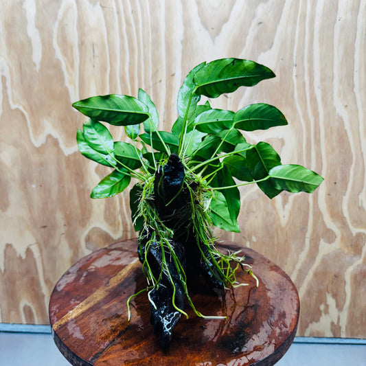 Scapeshop.com.au One Only Anubias 'Petite Emerald Heart' on Medium Driftwood Creation - One Only - Fancy Buy Anubias Petite Emerald Heart Medium Driftwood ONE ONLY Scapeshop