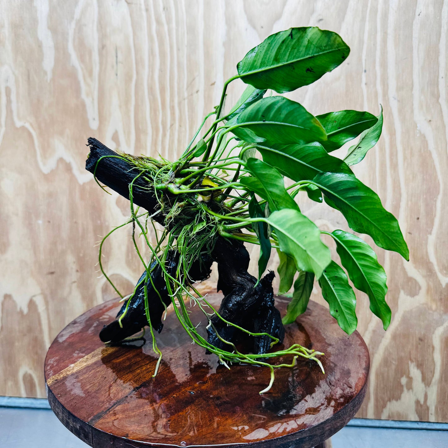 Scapeshop.com.au One Only Anubias 'Petite Emerald Heart' on Medium Driftwood Creation - One Only - Fancy Buy Anubias Petite Emerald Heart Medium Driftwood ONE ONLY Scapeshop