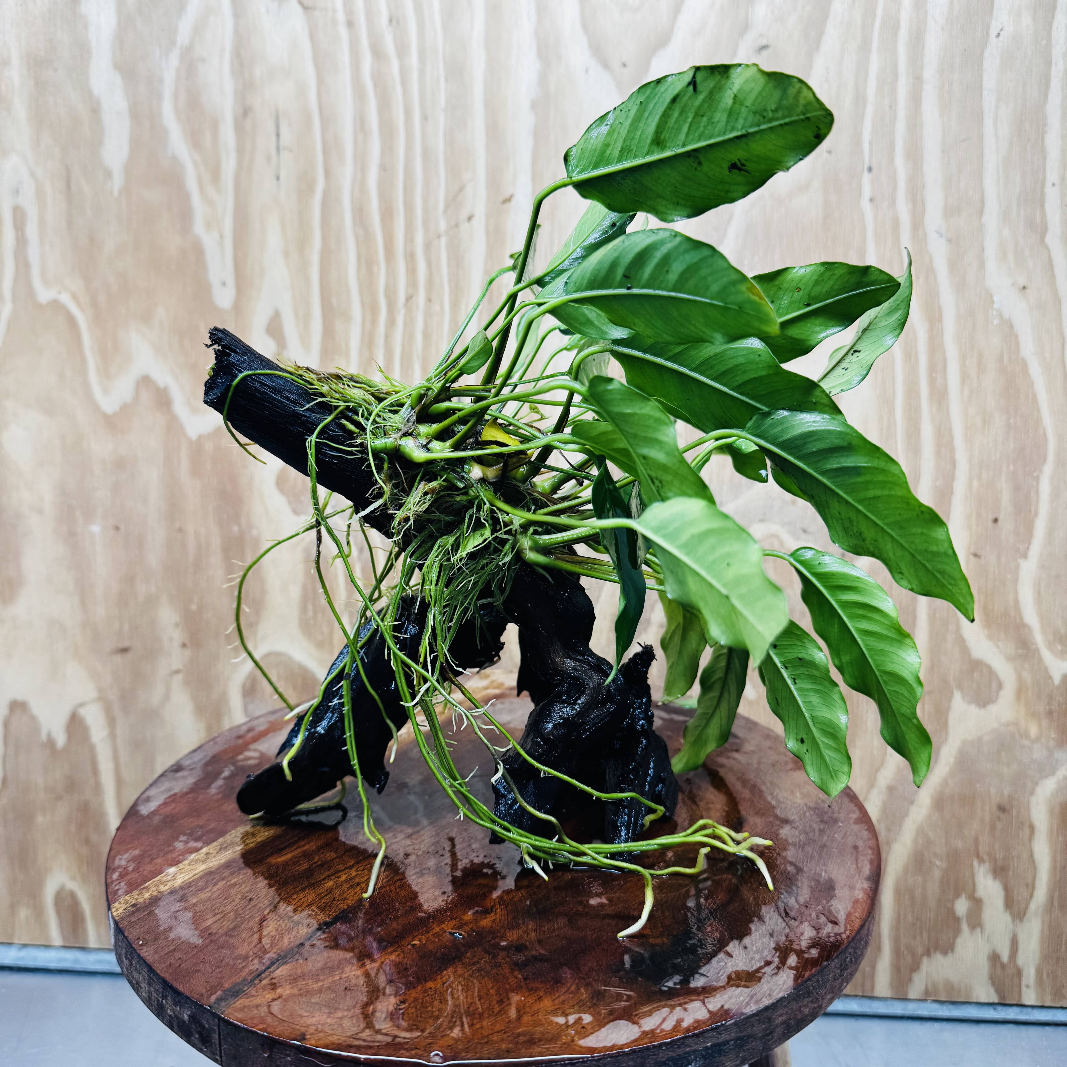 Scapeshop.com.au One Only Anubias 'Petite Emerald Heart' on Medium Driftwood Creation - One Only - Fancy Buy Anubias Petite Emerald Heart Medium Driftwood ONE ONLY Scapeshop