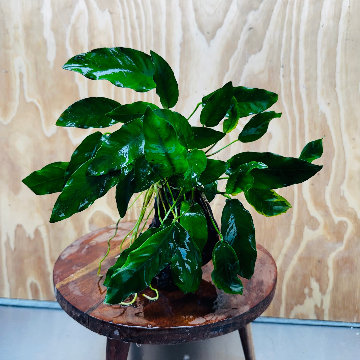 Scapeshop.com.au One Only Anubias 'Petite Emerald Heart' on Medium Driftwood Creation - One Only - Fancy Buy Anubias Petite Emerald Heart Medium Driftwood ONE ONLY Scapeshop