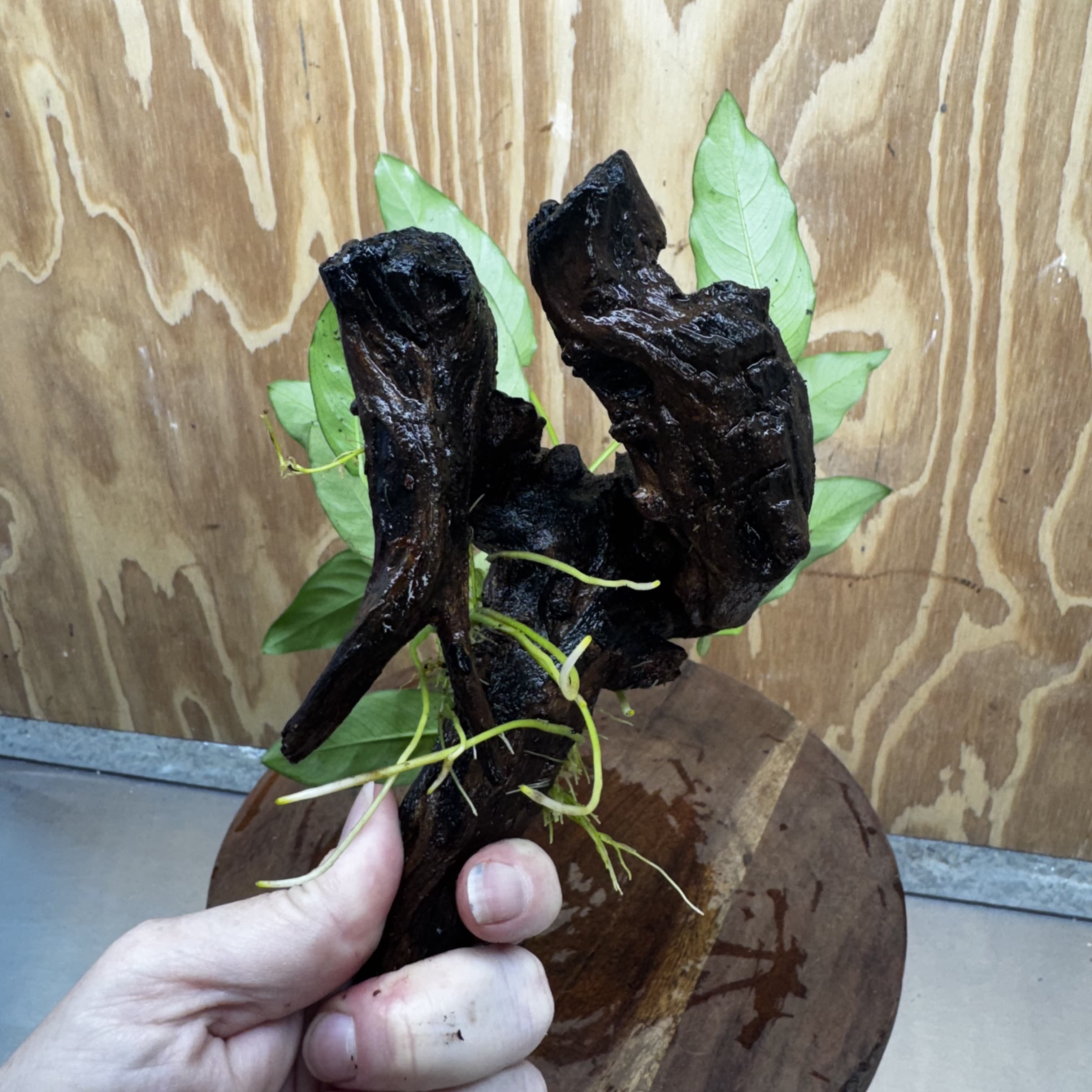 Scapeshop.com.au One Only Anubias 'Petite Emerald Heart' on Medium Driftwood Creation - One Only - Fancy Buy Anubias Petite Emerald Heart Medium Driftwood ONE ONLY Scapeshop