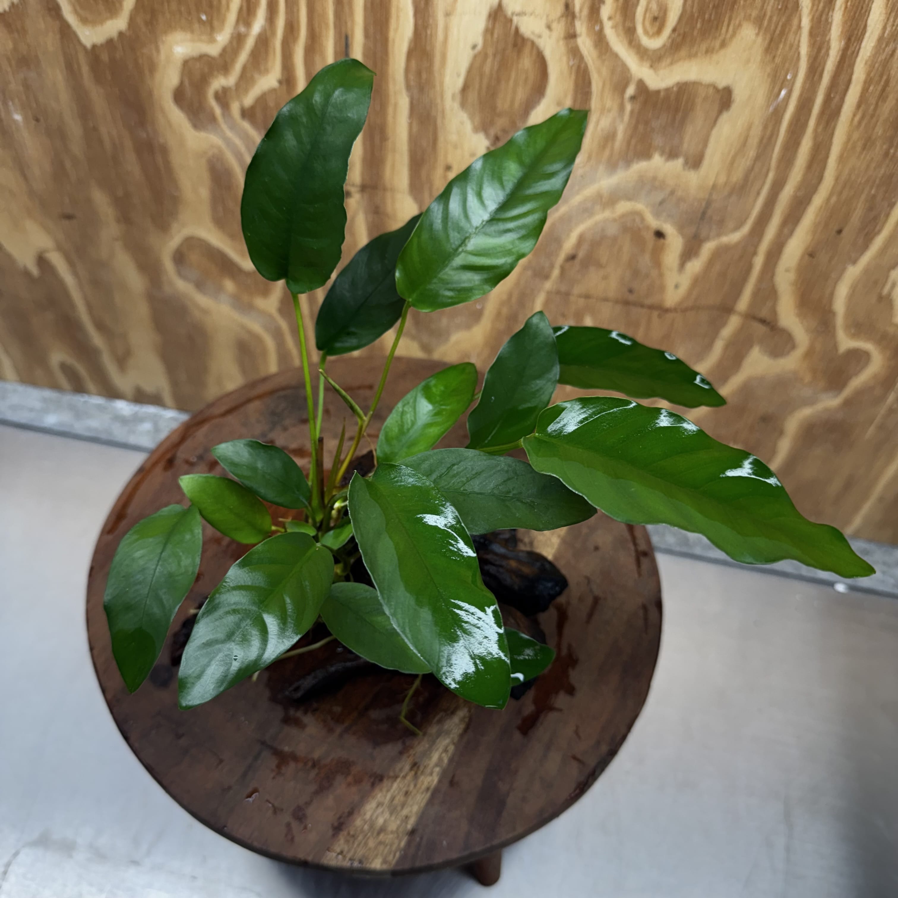 Scapeshop.com.au One Only Anubias 'Petite Emerald Heart' on Medium Driftwood Creation - One Only - Fancy Buy Anubias Petite Emerald Heart Medium Driftwood ONE ONLY Scapeshop