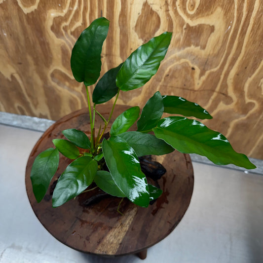 Scapeshop.com.au One Only Anubias 'Petite Emerald Heart' on Medium Driftwood Creation - One Only - Fancy Buy Anubias Petite Emerald Heart Medium Driftwood ONE ONLY Scapeshop