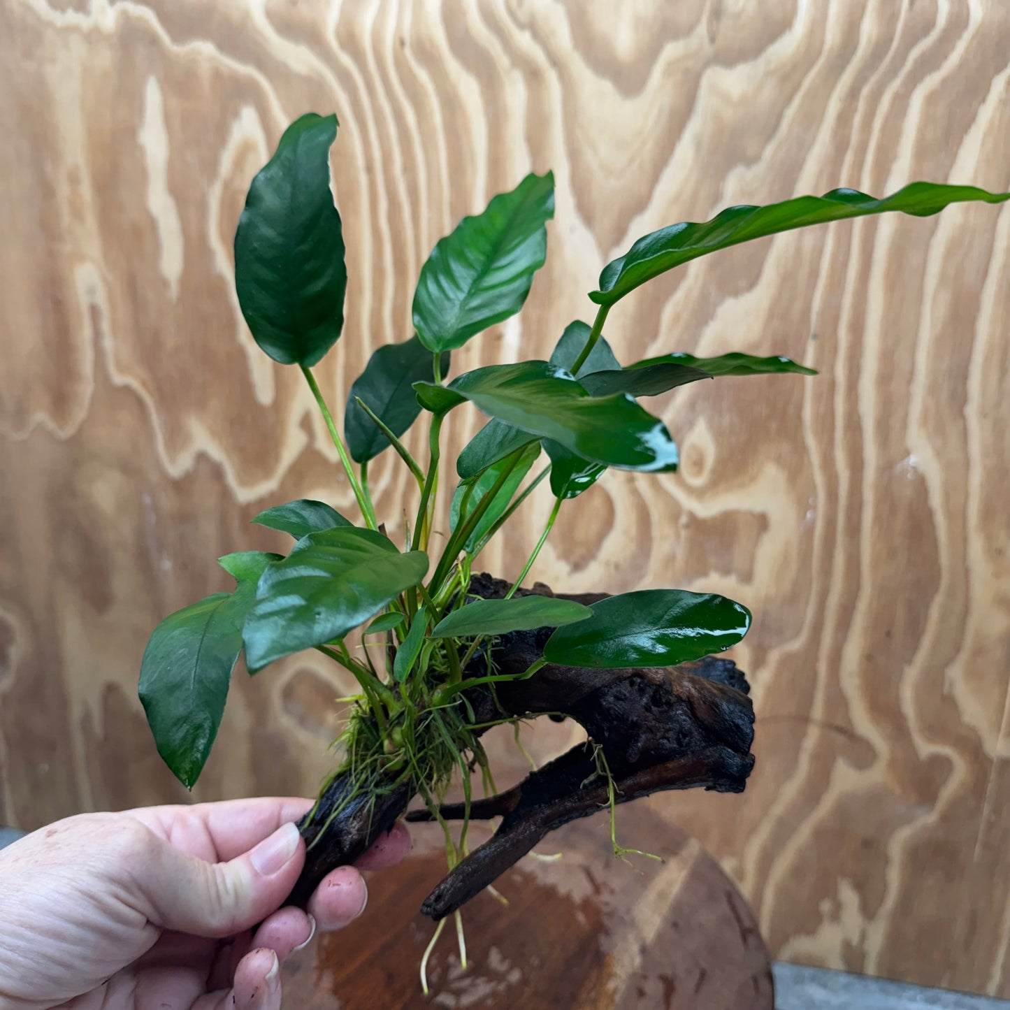 Scapeshop.com.au One Only Anubias 'Petite Emerald Heart' on Medium Driftwood Creation - One Only - Fancy Buy Anubias Petite Emerald Heart Medium Driftwood ONE ONLY Scapeshop