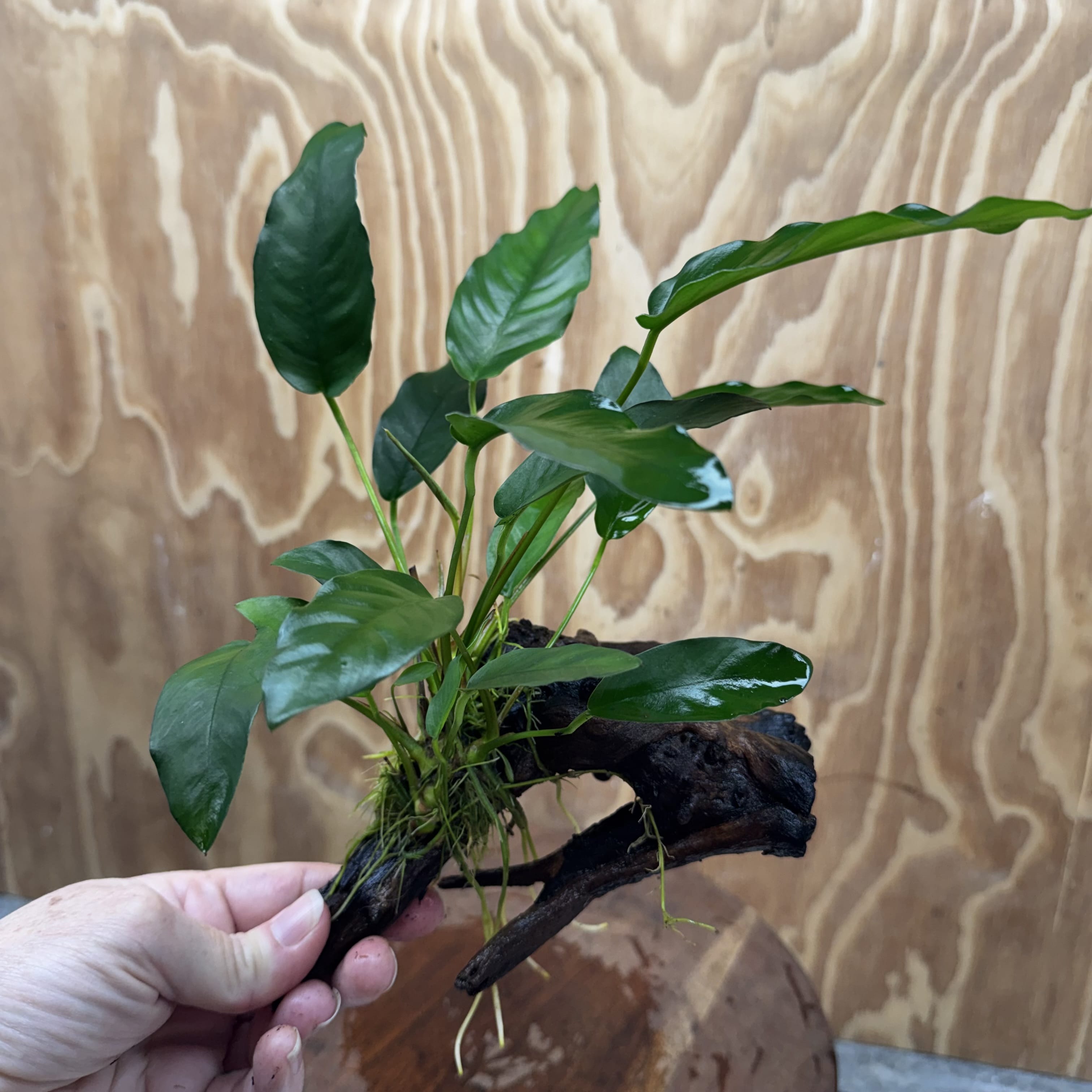 Scapeshop.com.au One Only Anubias 'Petite Emerald Heart' on Medium Driftwood Creation - One Only - Fancy Buy Anubias Petite Emerald Heart Medium Driftwood ONE ONLY Scapeshop