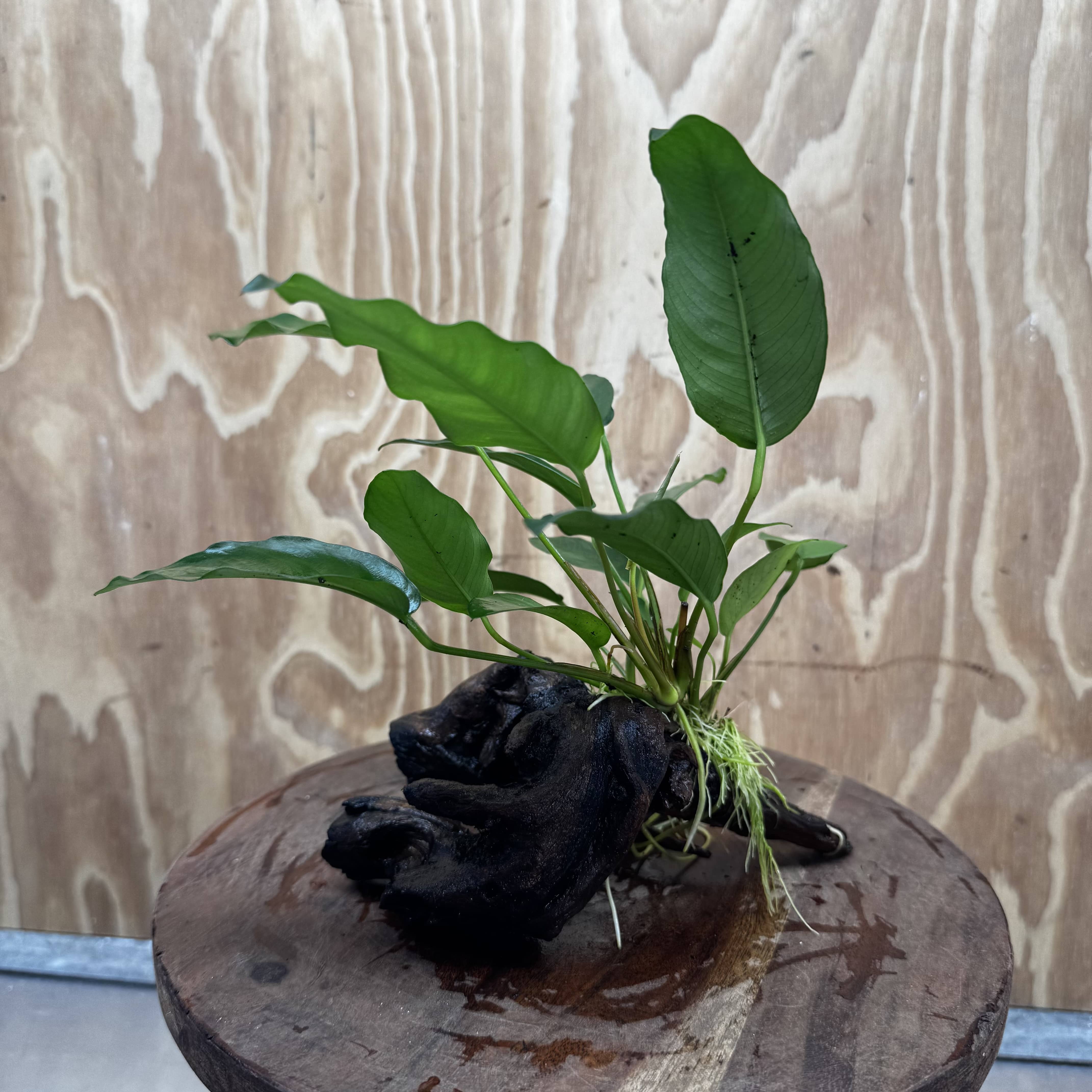 Scapeshop.com.au One Only Anubias 'Petite Emerald Heart' on Medium Driftwood Creation - One Only - Fancy Buy Anubias Petite Emerald Heart Medium Driftwood ONE ONLY Scapeshop